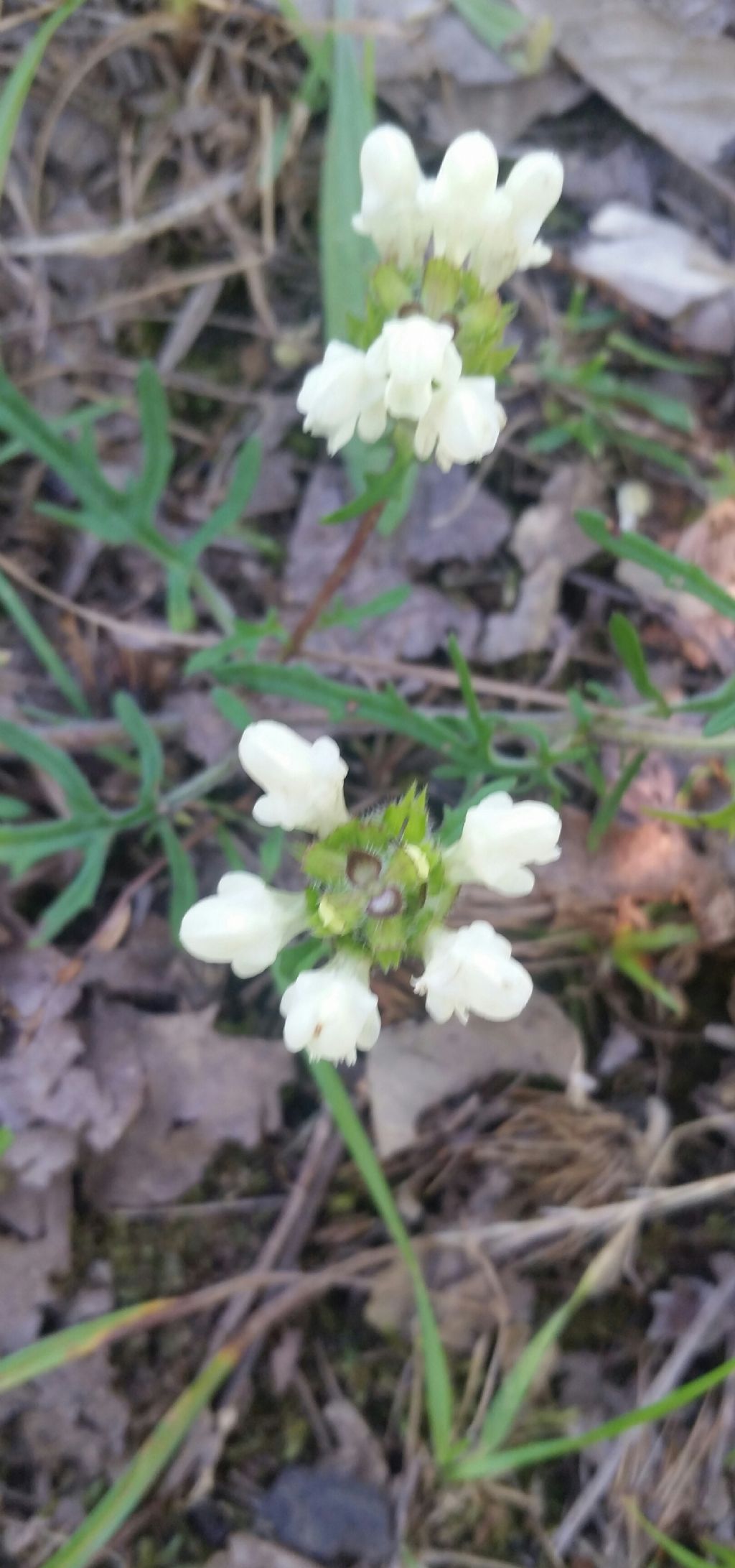 Prunella laciniata